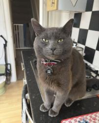 Lost Male Cat last seen Wyken way, West Midlands, England CV2