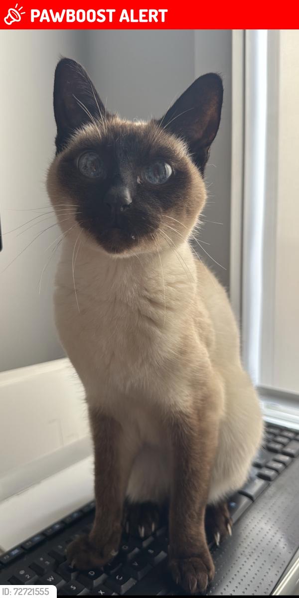 Lost Female Cat last seen Port Noarlunga South , Port Noarlunga South, SA 5167