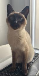 Lost Female Cat last seen Port Noarlunga South , Port Noarlunga South, SA 5167