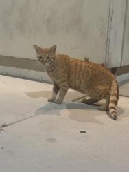 Found/Stray Unknown Cat last seen Wigwam pkwy s eastern ave, Henderson, NV 89074