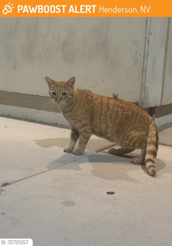 Found/Stray Unknown Cat last seen Wigwam pkwy s eastern ave, Henderson, NV 89074