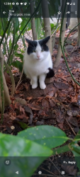 Found/Stray Male Cat last seen South Belfast , Belfast, Northern Ireland 