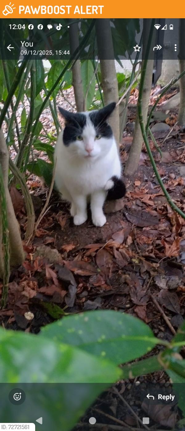 Found/Stray Male Cat last seen South Belfast , Belfast, Northern Ireland 
