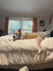 Lost Female Dog last seen Westridge drive , Tallahassee, FL 32304
