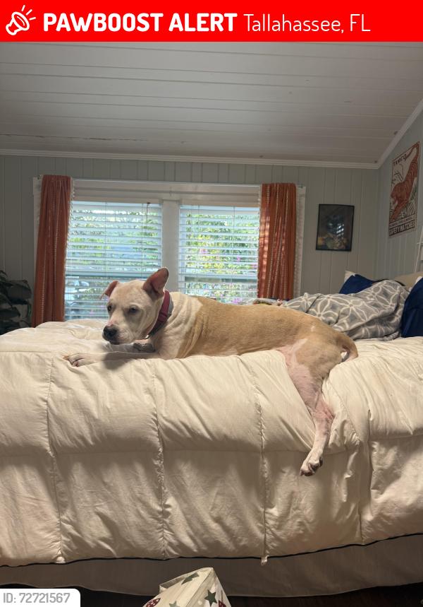 Lost Female Dog last seen Westridge drive , Tallahassee, FL 32304