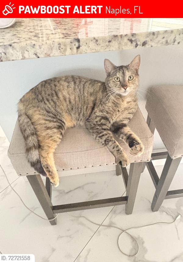 Lost Female Cat last seen 23rd ave ne or 20 ave ne, Naples, FL 34120