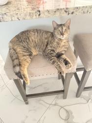 Lost Female Cat last seen 23rd ave ne or 20 ave ne, Naples, FL 34120