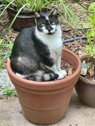 Lost Male Cat last seen In the last cul de sac, St. Augustine, FL 32080