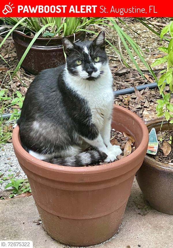 Lost Male Cat last seen In the last cul de sac, St. Augustine, FL 32080