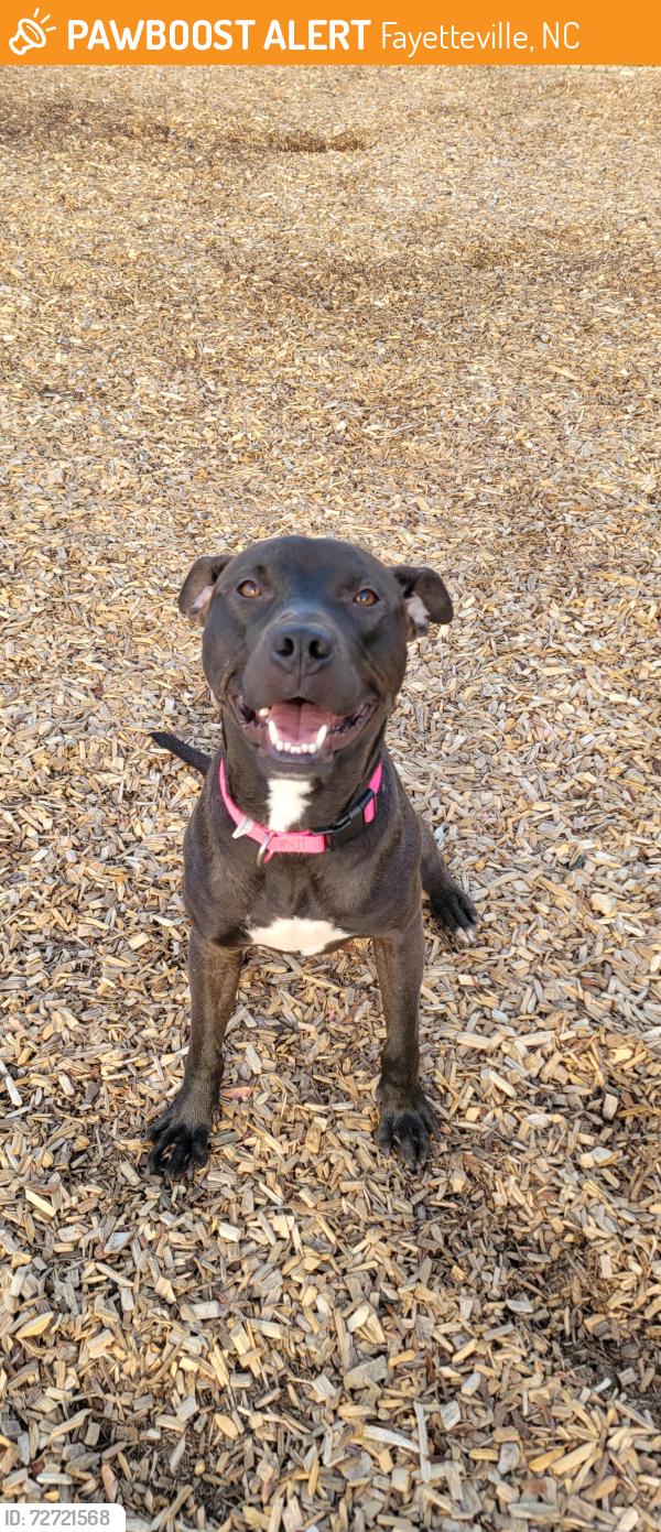 Found/Stray Female Dog last seen West end apmts, Fayetteville, NC 28303