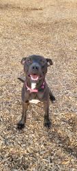 Found/Stray Female Dog last seen West end apmts, Fayetteville, NC 28303