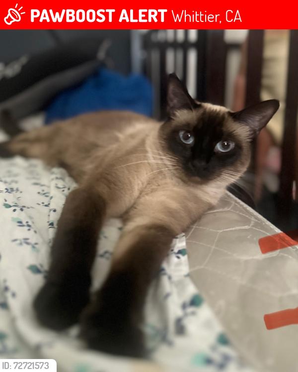 Lost Female Cat last seen Leffingwell rd and Carmenita re, Whittier, CA 90603