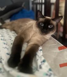 Lost Female Cat last seen Leffingwell rd and Carmenita re, Whittier, CA 90603