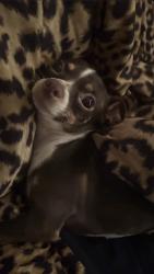 Lost Female Dog last seen McDonough street, Near red Roofin, possibly behind the hses., Joliet, IL 60436