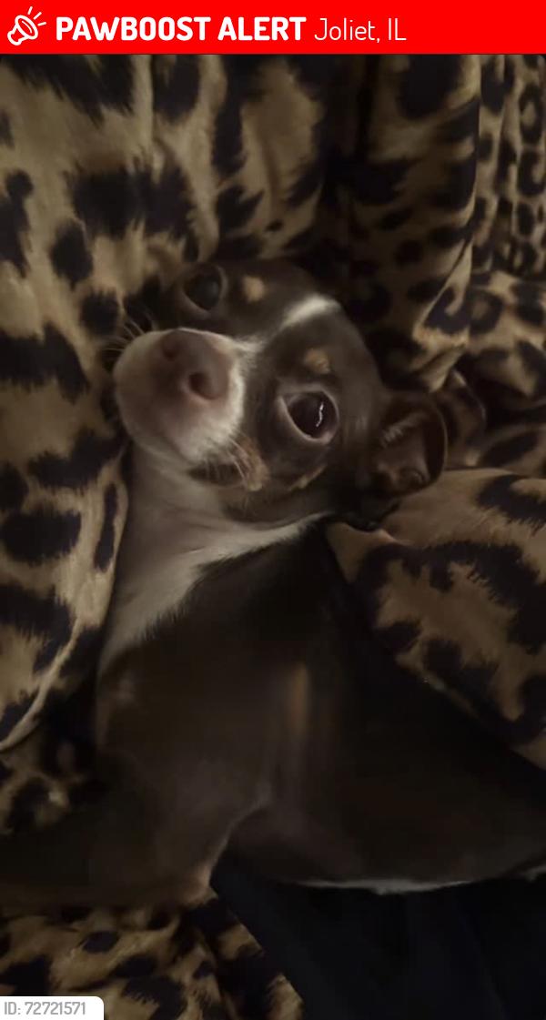 Lost Female Dog last seen McDonough street, Near red Roofin, possibly behind the hses., Joliet, IL 60436