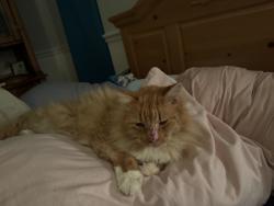 Lost Female Cat last seen Chestnut hills apmts, Columbus, OH 43230