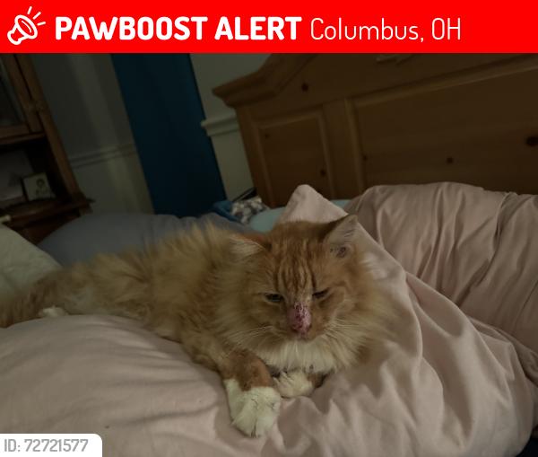 Lost Female Cat last seen Chestnut hills apmts, Columbus, OH 43230