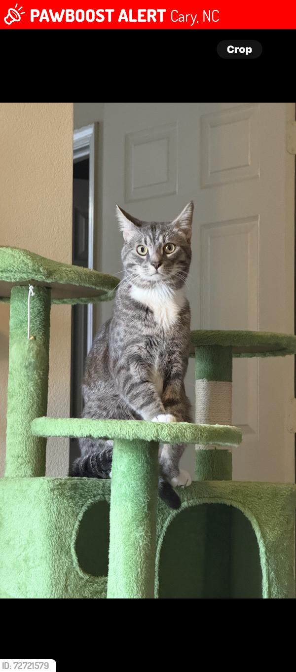 Lost Male Cat last seen Waverly place , Cary, NC 27518
