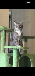 Lost Male Cat last seen Waverly place , Cary, NC 27518
