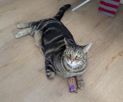 Lost Male Cat last seen Tyne drive and celtic drive, Durham, NC 27703