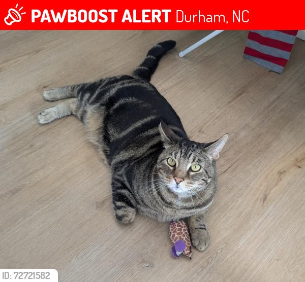 Lost Male Cat last seen Tyne drive and celtic drive, Durham, NC 27703