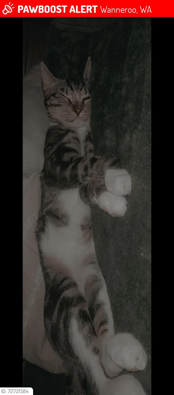 Lost Male Cat last seen Wanneroo, Wanneroo, WA 6065