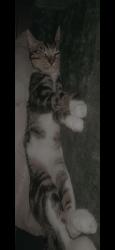 Lost Male Cat last seen Wanneroo, Wanneroo, WA 6065