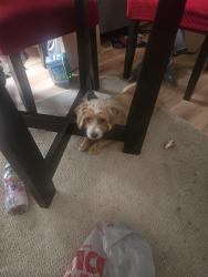 Lost Female Dog last seen Yakin Rd and Santa Fe Drive , Fayetteville, NC 28303