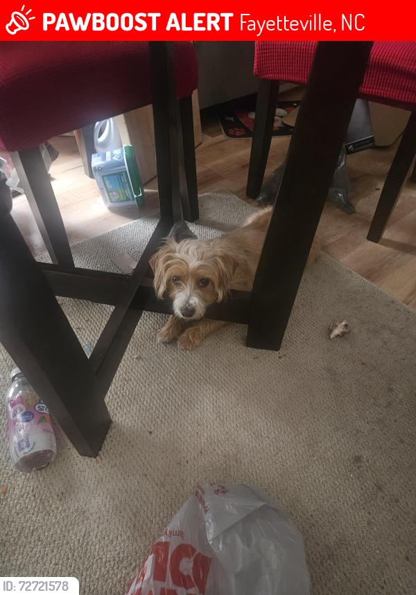 Lost Female Dog last seen Yakin Rd and Santa Fe Drive , Fayetteville, NC 28303
