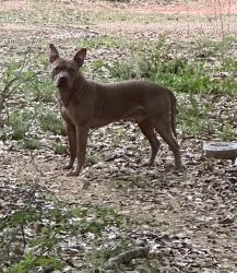 Found/Stray Male Dog last seen McDonough Pkwy and Hwy 42 , McDonough, GA 30253