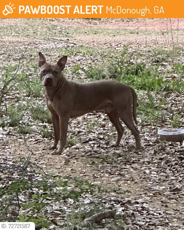 Found/Stray Male Dog last seen McDonough Pkwy and Hwy 42 , McDonough, GA 30253