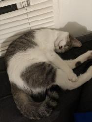 Lost Female Cat last seen 10th st new Albany , New Albany, IN 47150