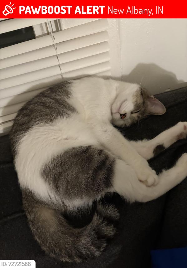 Lost Female Cat last seen 10th st new Albany , New Albany, IN 47150