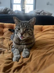 Lost Male Cat last seen Joseph campau and Canfield , Detroit, MI 48211