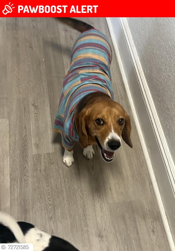 Lost Male Dog last seen Slackwood Elementary School , Lawrence Township, NJ 08648