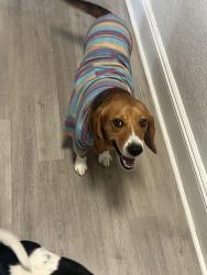 Lost Male Dog last seen Slackwood Elementary School , Lawrence Township, NJ 08648