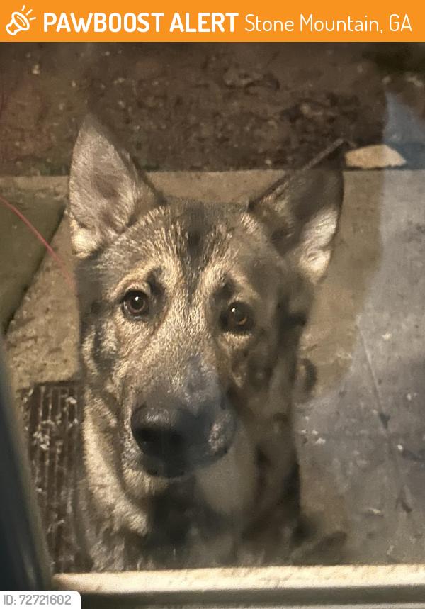 Found/Stray Male Dog last seen Eldridge Elementary School, Stone Mountain, GA 30088