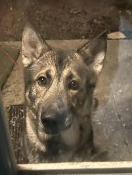 Found/Stray Male Dog last seen Eldridge Elementary School, Stone Mountain, GA 30088