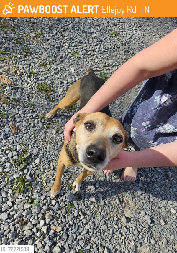 Found/Stray Male Dog last seen Oakview Baptist Church, Ellejoy Rd, TN 37886