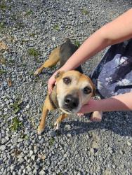 Found/Stray Male Dog last seen Oakview Baptist Church, Ellejoy Rd, TN 37886