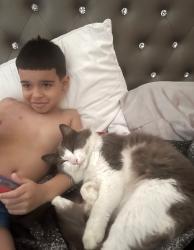 Lost Male Cat last seen Bay Meadow, Kissimmee, FL 34746