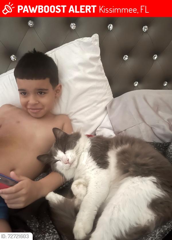 Lost Male Cat last seen Bay Meadow, Kissimmee, FL 34746