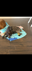 Lost Male Dog last seen Near Stringtown Rd, Shepherd, TX 77371
