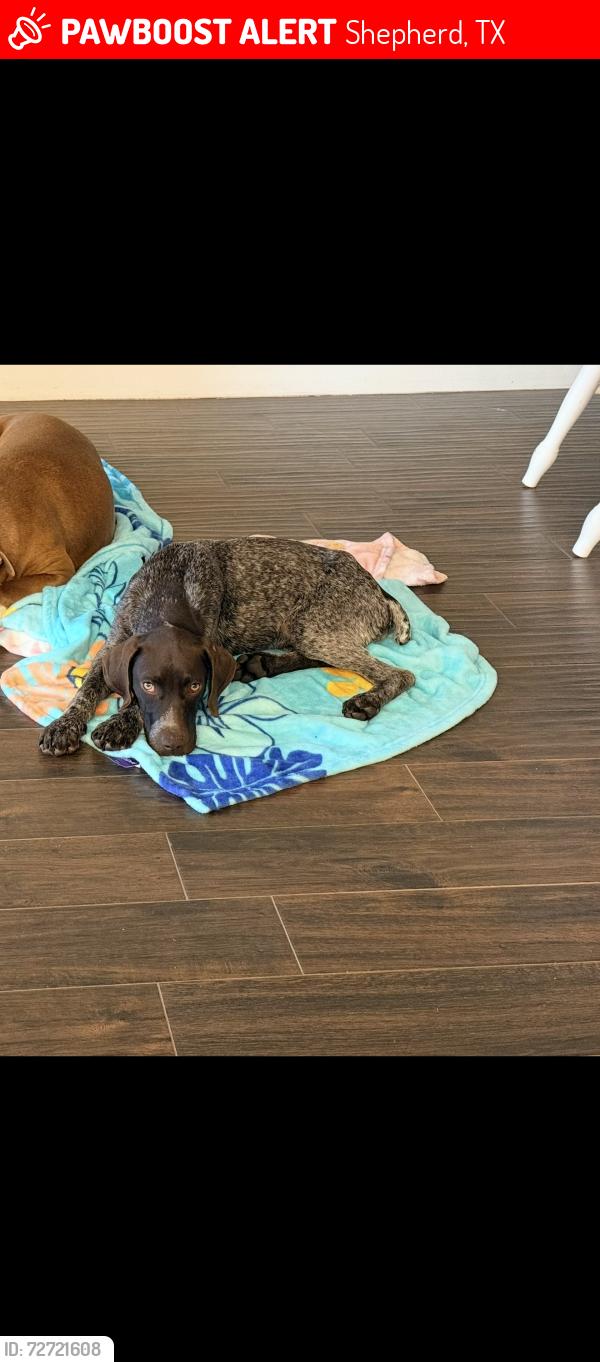 Lost Male Dog last seen Near Stringtown Rd, Shepherd, TX 77371