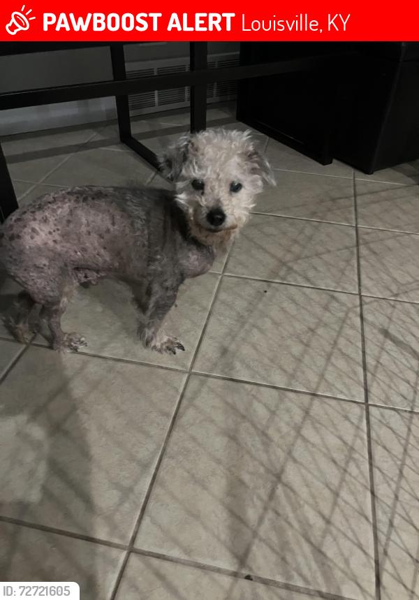 Lost Male Dog last seen Cross street Sheila , Green Acres Church , Louisville, KY 40219