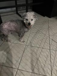 Lost Male Dog last seen Cross street Sheila , Green Acres Church , Louisville, KY 40219