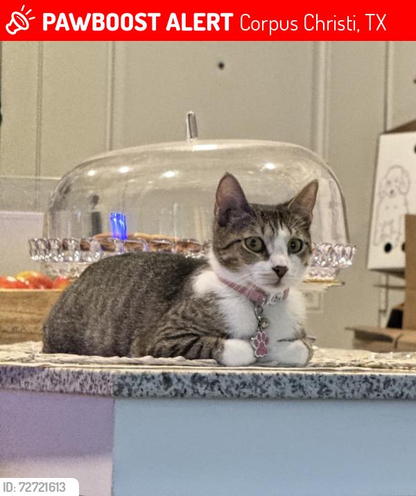 Lost Female Cat last seen Momentum village, 7 Islander way, Corpus Christi 78412 , Corpus Christi, TX 78412