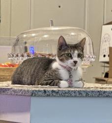 Lost Female Cat last seen Momentum village, 7 Islander way, Corpus Christi 78412 , Corpus Christi, TX 78412