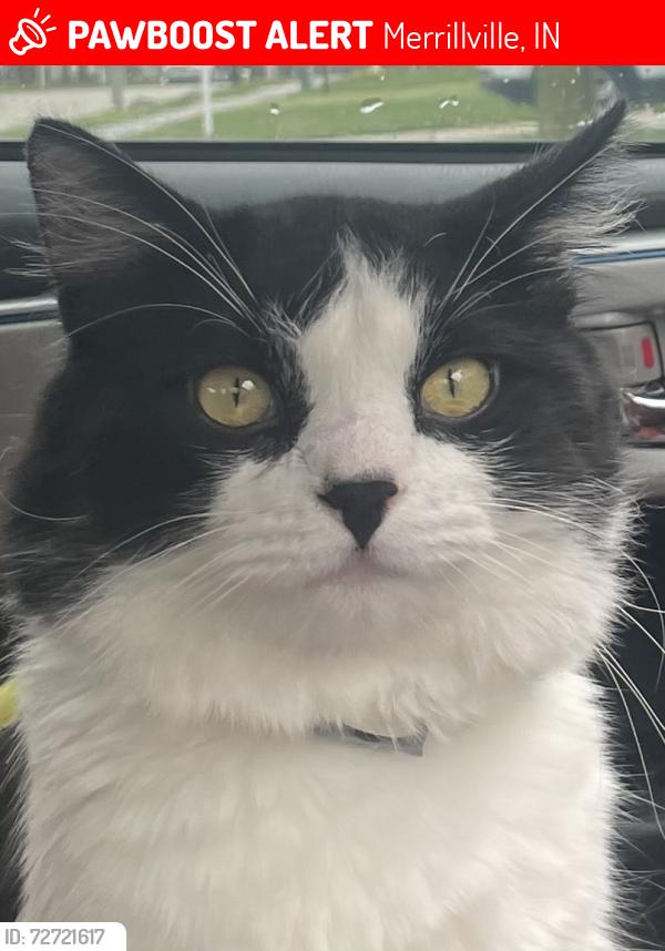 Lost Male Cat last seen Deep river county park, Merrillville, IN 46410