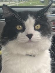 Lost Male Cat last seen Deep river county park, Merrillville, IN 46410